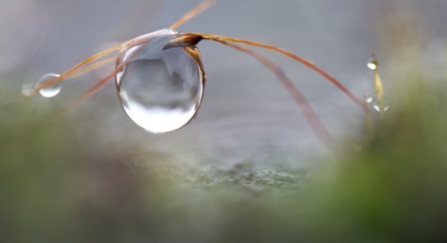 water  drop of water  moss