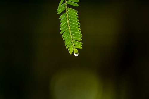 water  drops  rain