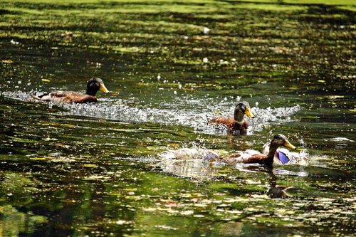 water  duck  running duck