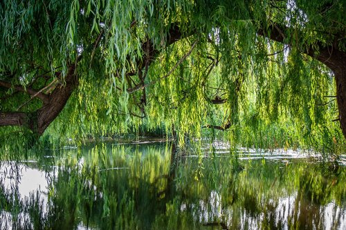 water  nature  lake