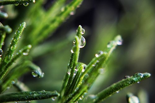 water drops plant