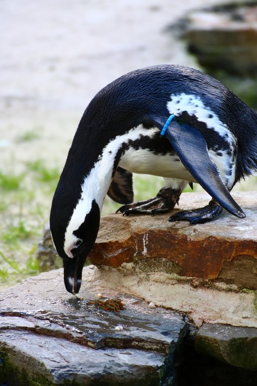 water  penguin  bird