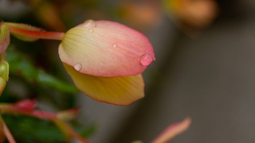 water  droplets  flower