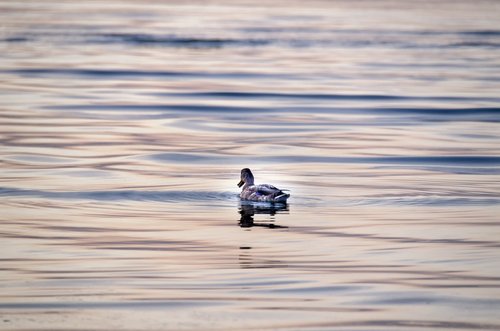 water  sea  duck