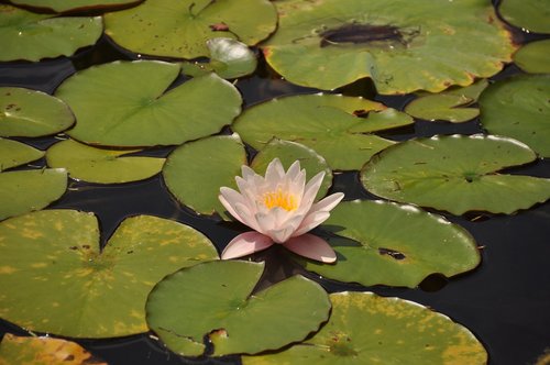 water  flower  pond