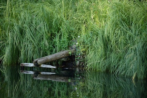 water  grass  nature