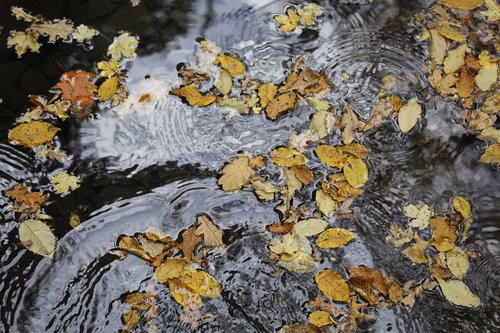 water  leaves  nature