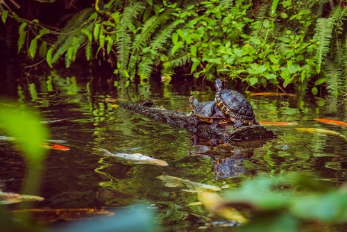 water  turtles  koi