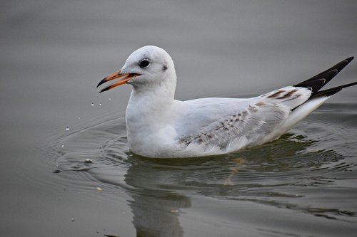 water  bird  seagull