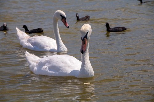 water  birds  swan