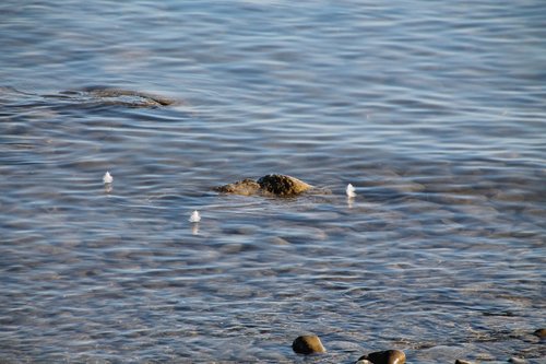 water  feather  lake