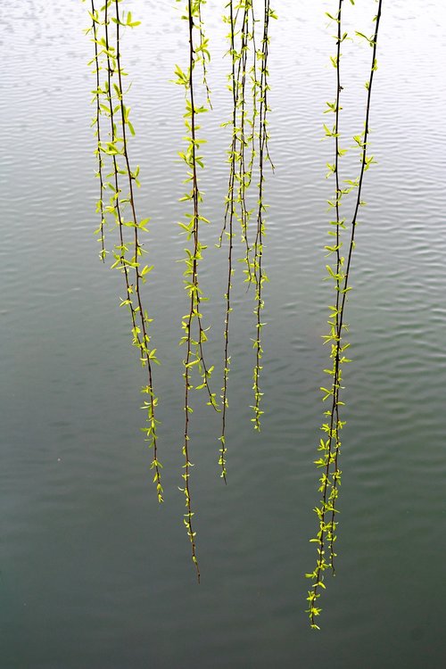 water  willow  switchgrass