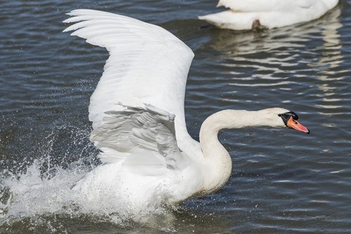 water  bird  swan