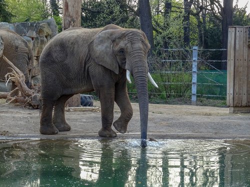 water  elephant  zoo