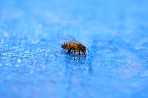 water  pool  bee