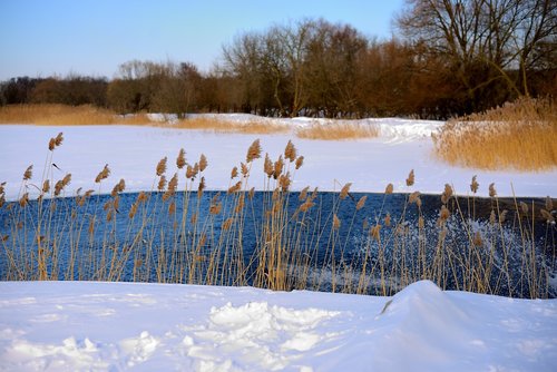 water  snow  grass