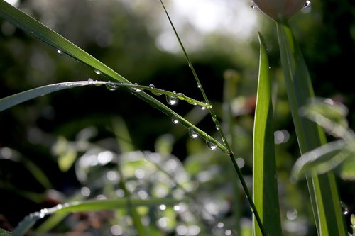 water  drip  green