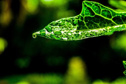 water  droplets  leaf