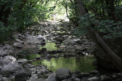 water rock trees