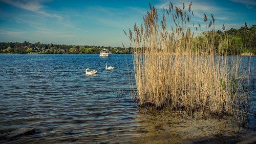 water  lake  swan