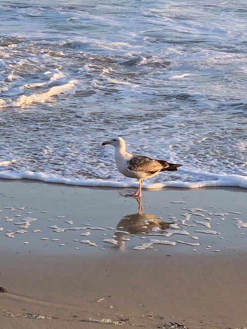 water  bird  waves