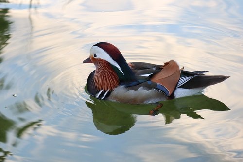 water  duck  mandarin