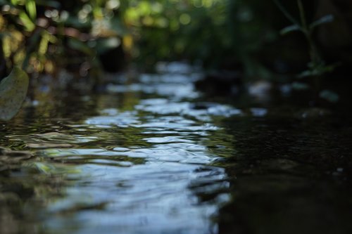 water  river  macro