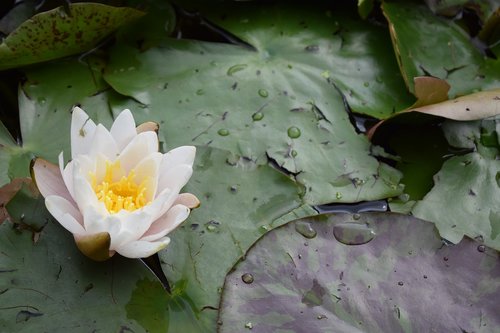 water  waterlily  flower