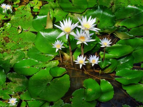 water lily white