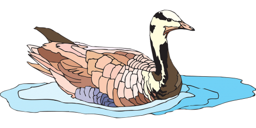 water bird goose