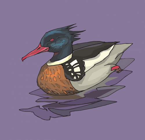 water bird duck