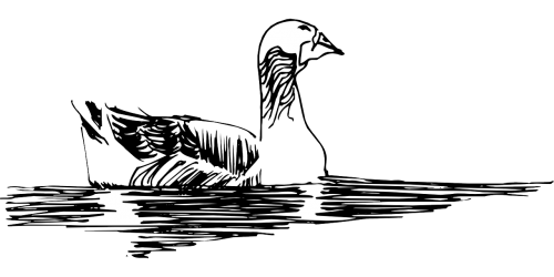 water sketch bird