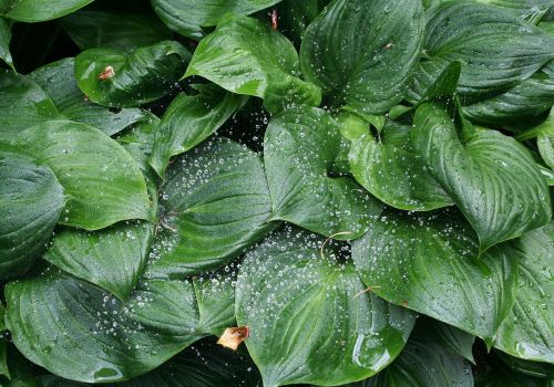 water drops plant