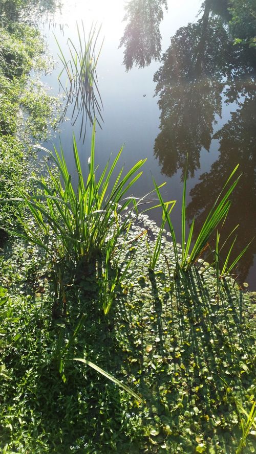 water green trees