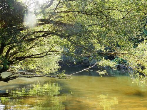 water brook nature