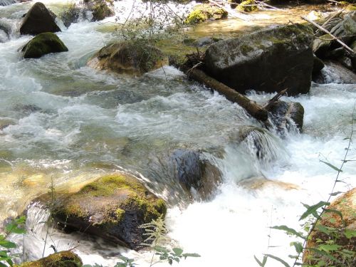 water forest nature