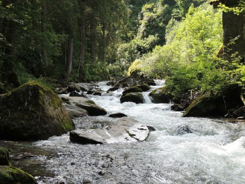 water forest river