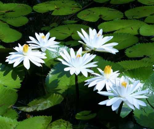 water lilies white