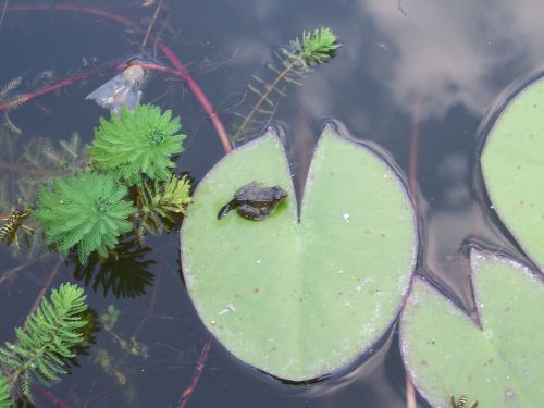 water young frog aquatic plants