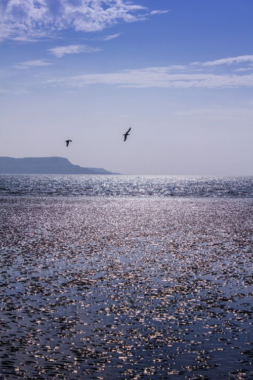 water birds ocean