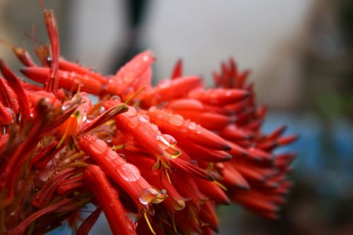 water drops flower