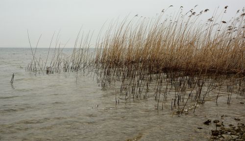 water bank reed