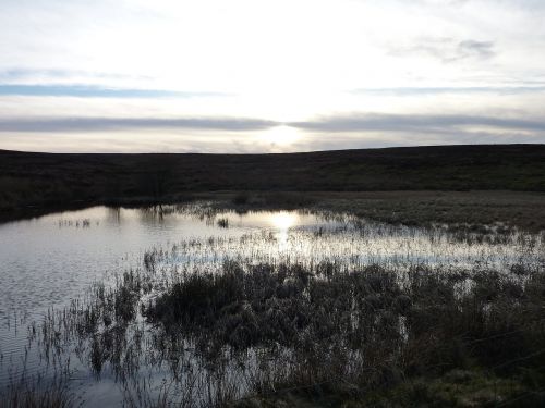 water marsh grey