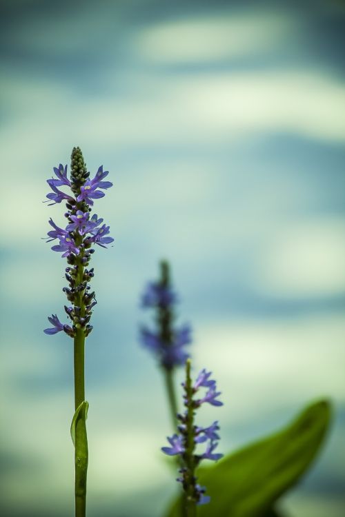 water flower purple