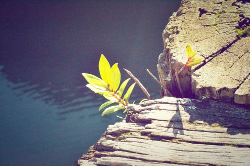 water flower sunshine