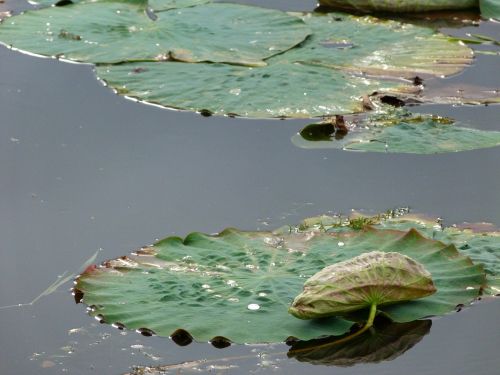 water sheet leaves
