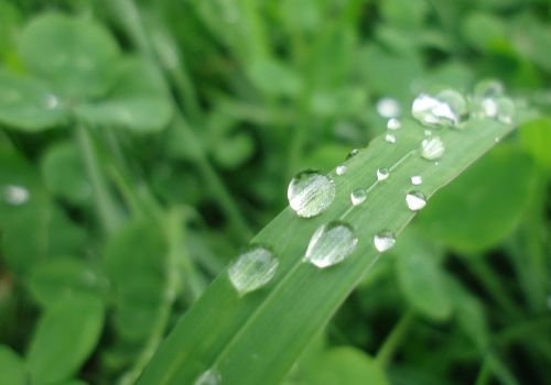 water drop of water grass