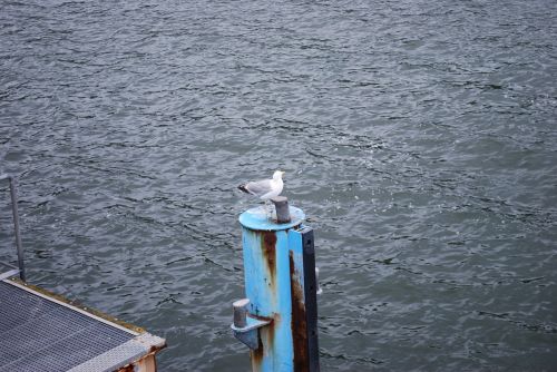 water seagull baltic sea