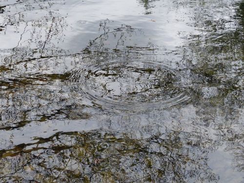 water pond nature