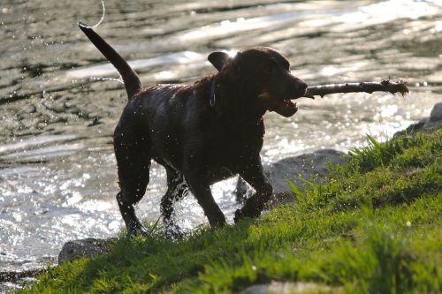 water animal dog